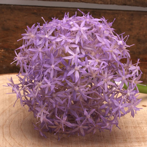 76cm Single Allium Lavender 76cm Single Allium Lavender