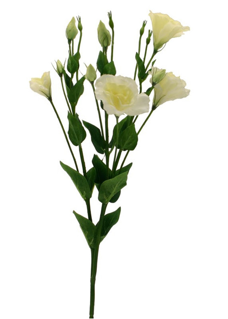 Lisianthus Cream