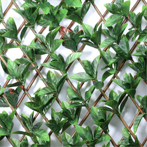 Exterior UV Resistant Expandable Photinia Trellis