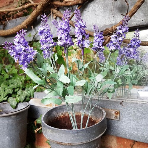 Flowering Lavender Bunch Lilac 