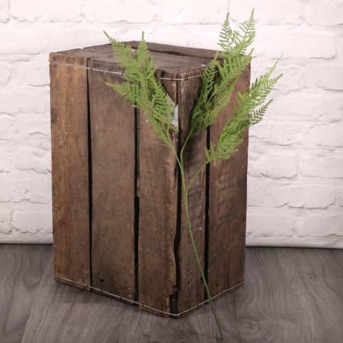 Asparagus Fern Spray Asparagus Fern Spray