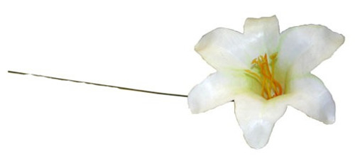 White Harissi Lily Picks (X100) White Harissi Lily Picks (X100)