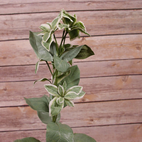 67.4cm Euphorbia Marginata Spray 67.4cm Euphorbia Marginata Spray