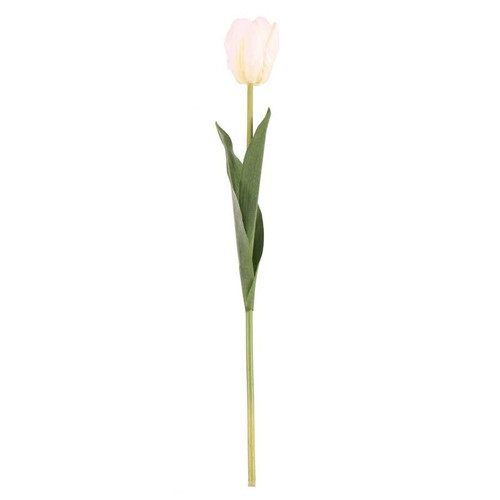 Tulip White 