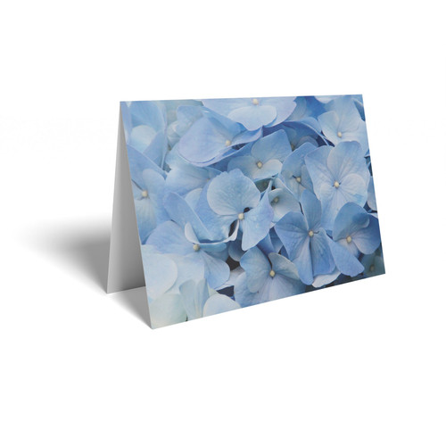 Blue Hydrangea Folded Card with Care Info (pack of 25)