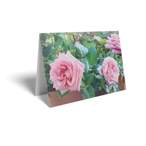 Pink Roses Folded Card with Care Info (pack of 25)