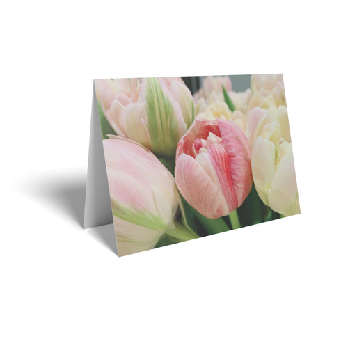 Tulips Folded Card with Care Info (pack of 25)