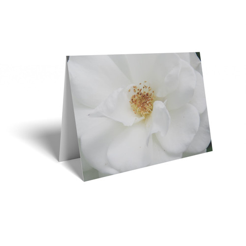 White Rose Folded Card with Care Info (pack of 25)