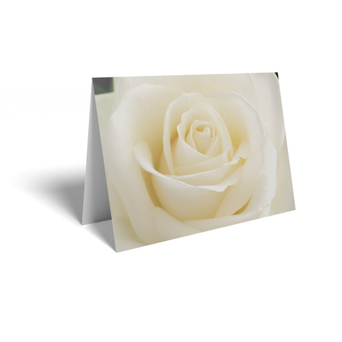 Pale Cream Rose Folded Card with Care Info (pack of 25)