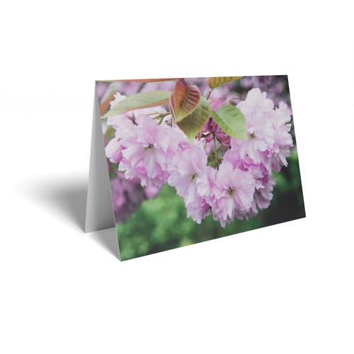 Pink Blossom Folded Card with Care Info (pack of 25)