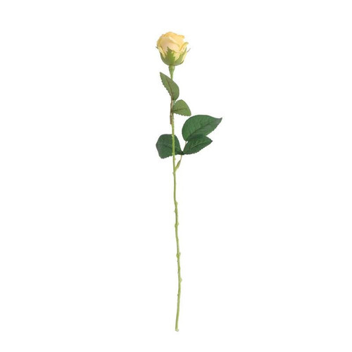 Buckingham Rose Yellow Buckingham Rose Yellow