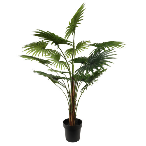 Fan Palm Potted House Plant (120cm)  Fan Palm Potted House Plant (120cm)