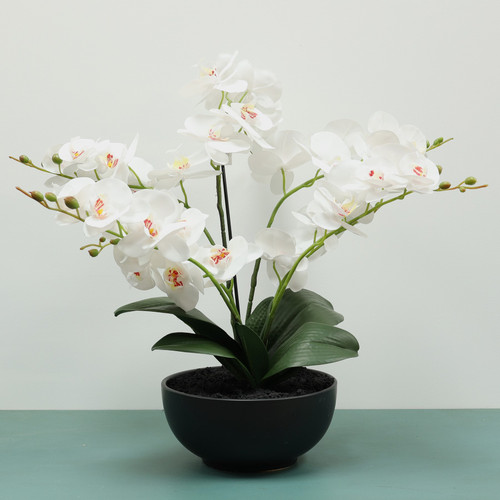  White Aragon Phalaenopsis in Black Ceramic Pot 