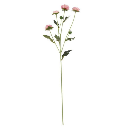 Buckingham Spray Chyrsanthemum Pink Buckingham Spray Chyrsanthemum Pink