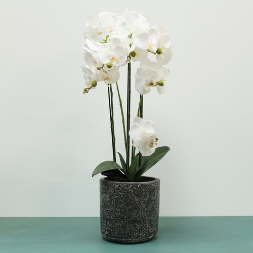 White Aragon Phalaenopsis in Cement Pot (6 stems)