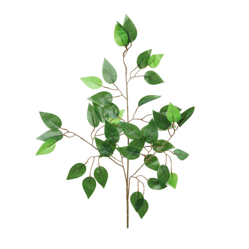 Essential Ficus Stem  