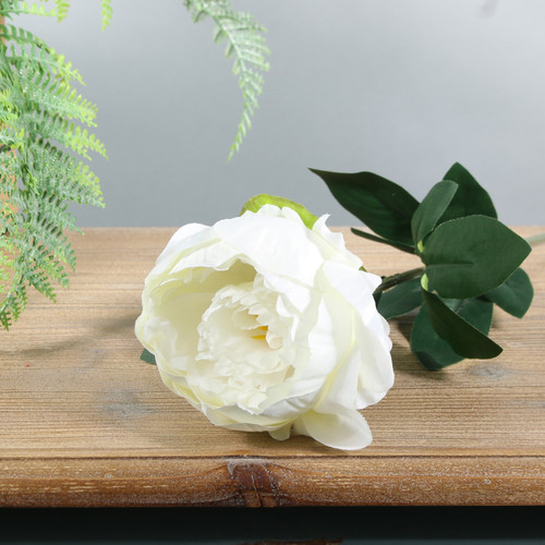 Ivory Arundel Garden Peony