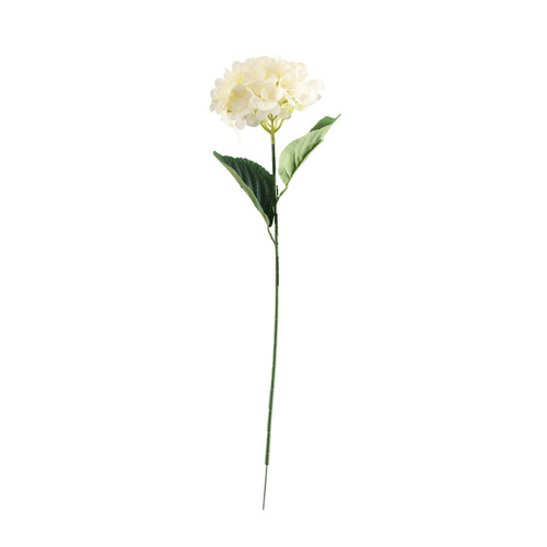 Essential Cream Hydrangea 