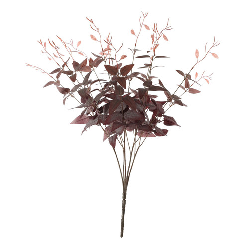 Essential Red Ruscus Bush Essential Red Ruscus Bush
