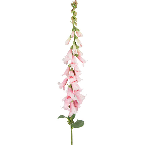 Light Pink Wild Foxglove Light Pink Wild Foxglove