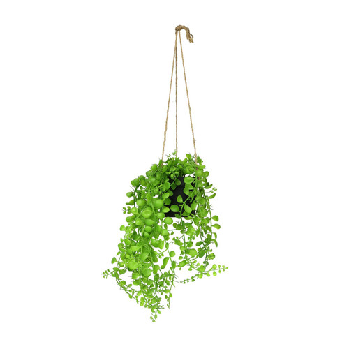 Botanica Hanging Mini String of Pearls Plant Botanica Hanging Mini String of Pearls Plant