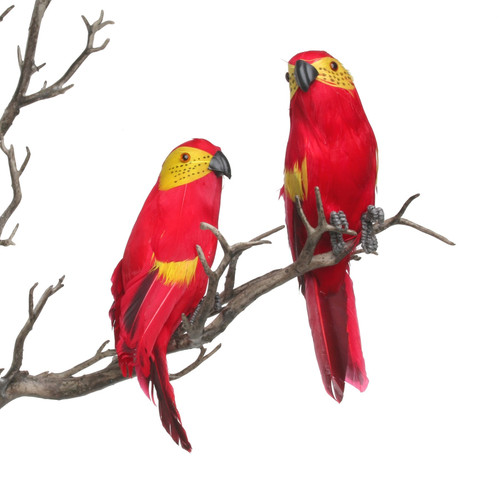 Red Mini Macaw Red Mini Macaw