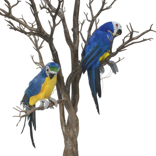 Blue Perching Macaw Blue Perching Macaw