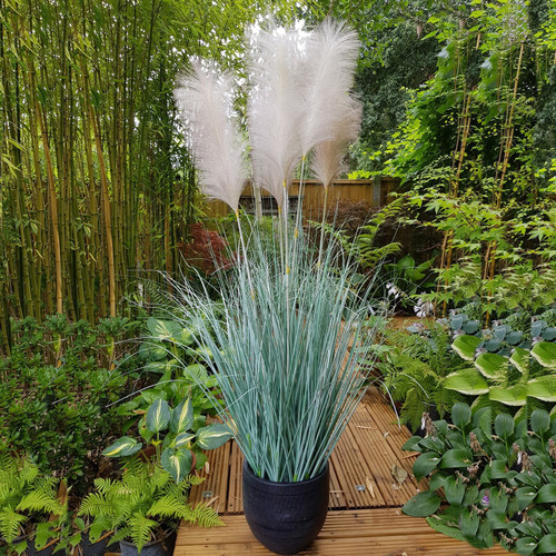 Potted Fluff Pampas 5 heads (137cm) Potted Fluff Pampas 5 heads (137cm)