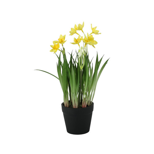 Mini Daffodil Potted (26cm)