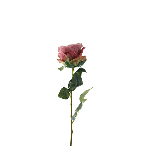Essential Dusky Pink Garden Rose