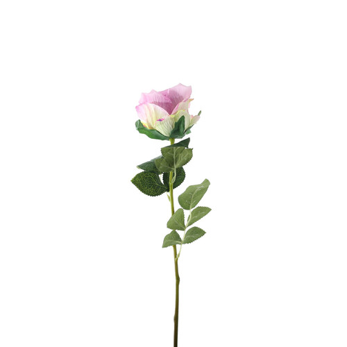Essential Lilac Garden Rose Essential Lilac Garden Rose