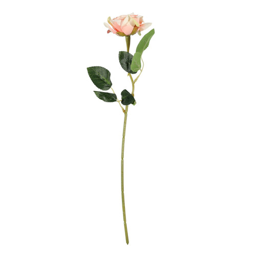 Essential Peach Rose Essential Peach Rose