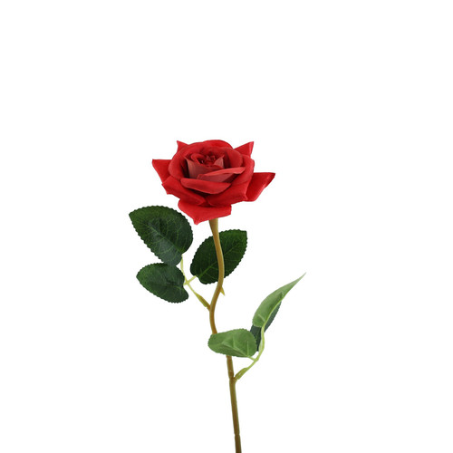 Essential Red Rose