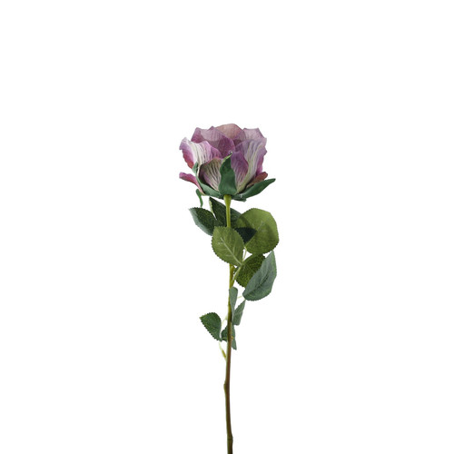 Essential Vintage Lilac Garden Rose Essential Vintage Lilac Garden Rose