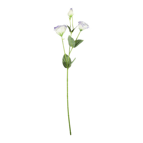 Essential Cream/Purple Lisianthus