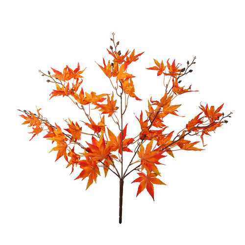 Essential Orange Acer Palmatum Bush Essential Orange Acer Palmatum Bush