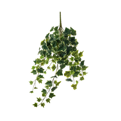 Green Variegated English Ivy Hanger (71cm)
