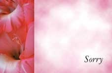 Sorry  - Pink Flowers Greeting Cards (x50)