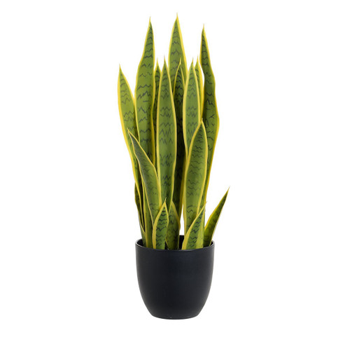 Sansevieria Plant (66cm)