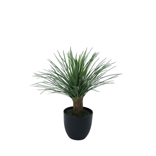 Botanica Hedgehog Grass (53cm)