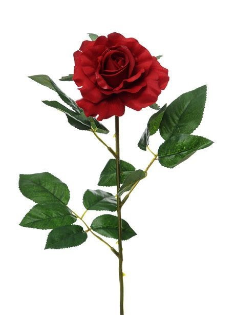 Red Premium Rose Medium (69cm)