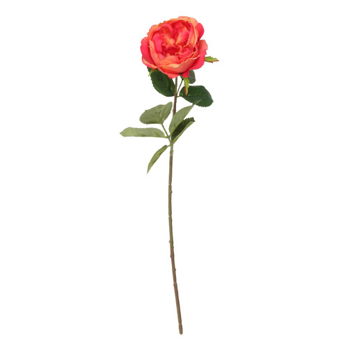 Balmoral Old Garden Rose Orange (45cm) Balmoral Old Garden Rose Orange (45cm)