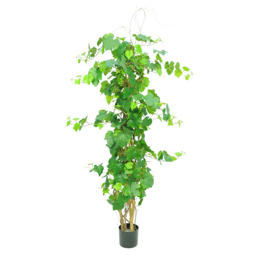 Green Grape Ivy Plant Potted (5ft)