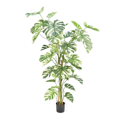 Green Split Trunk Philo Plant Potted (5ft)