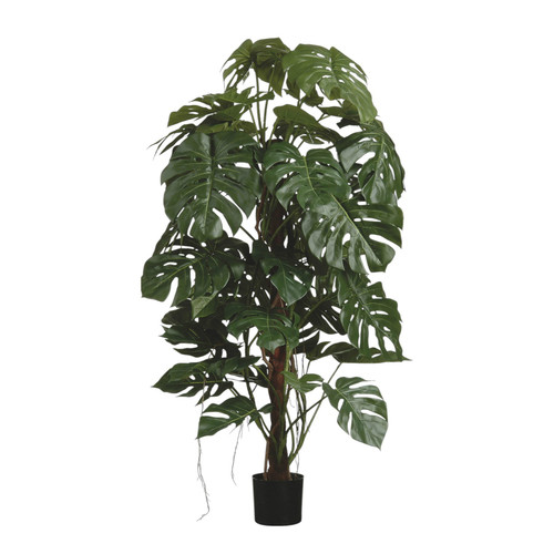 Green Split Trunk Philo Tree Potted (5ft)