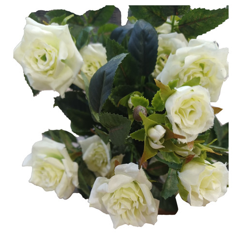 Cream/Green Diamond Rose Bush