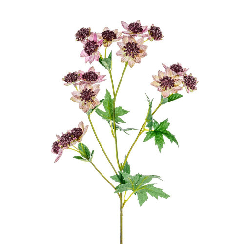 Pink Meadow Astrantia (66cm)