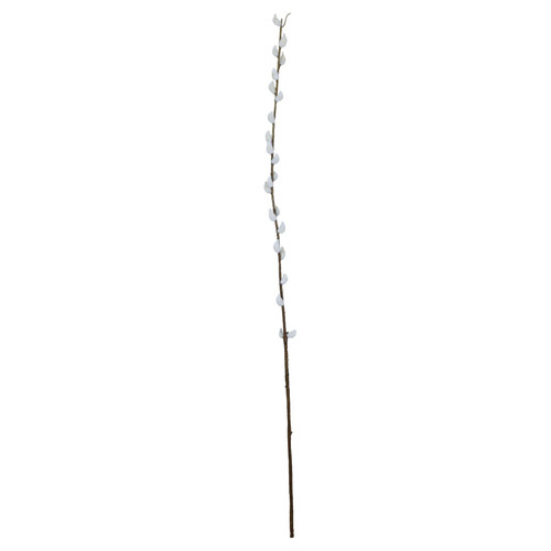 Natural Single Pussy Willow (89cm)