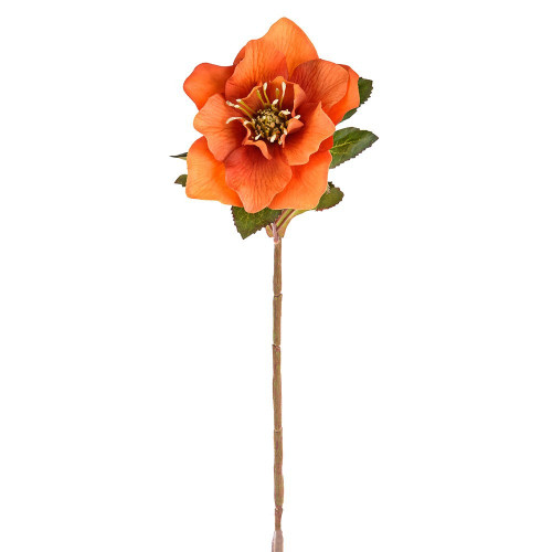 Hellebore Stem Orange (49Cm)