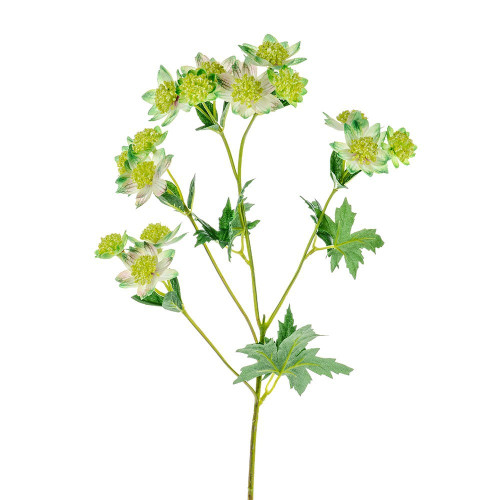 Green Meadow Astrantia (66Cm)